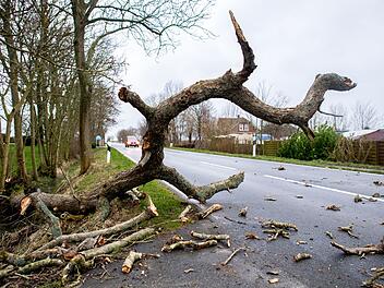 Umgestürzter Baum