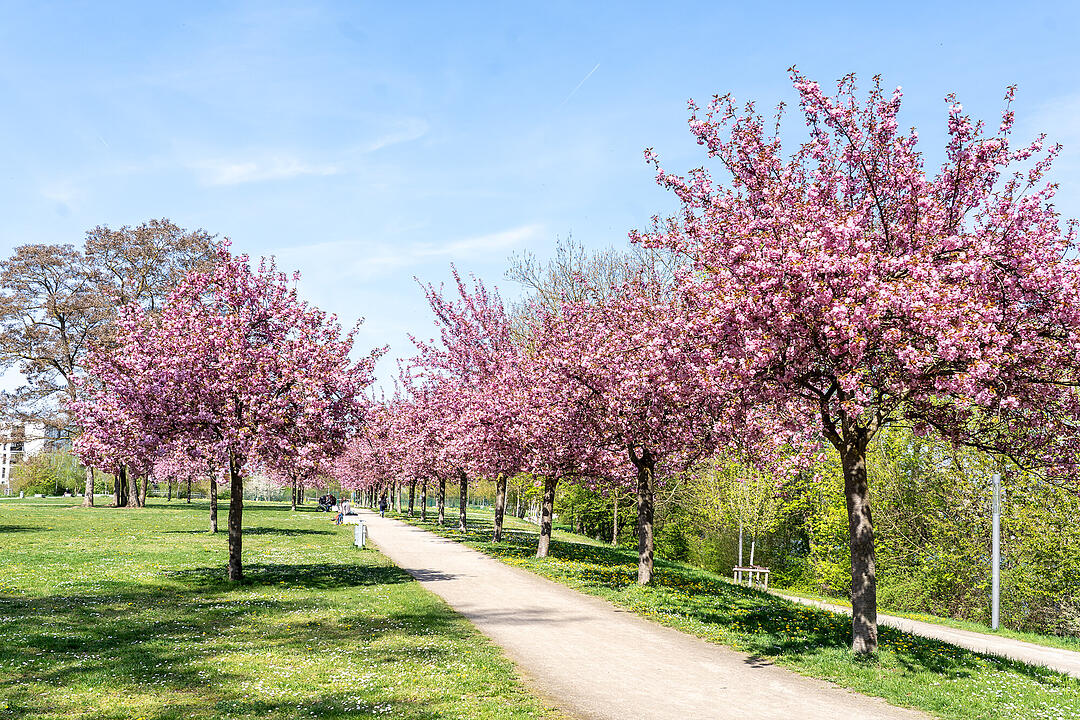 Wundersch&ouml;ne Naturfotos aus Bamberg.