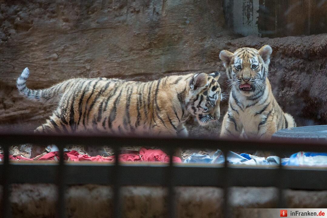 Tigergarten Nürnberg: Nachwuchs bei den Sibirischen Tigern
