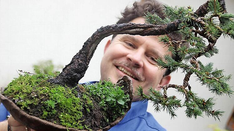 Aus dieser interessanten Kiefer will Guido Braun im Lauf der Jahre eine richtig tollen Bonsai formen.