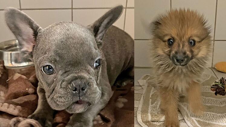 Tierheim Roth nimmt 29 Hundewelpen auf - Tierschützer arbeiten bis zu 19 Stunden pro Tag