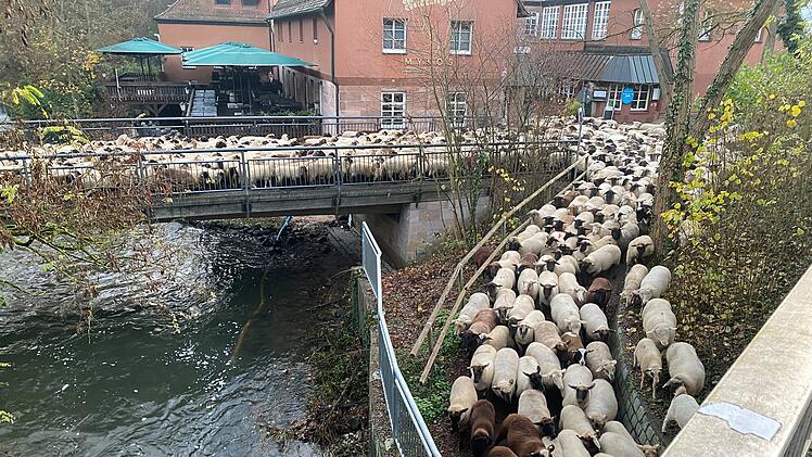 Hunderte Schafe ziehen durch Nürnberg