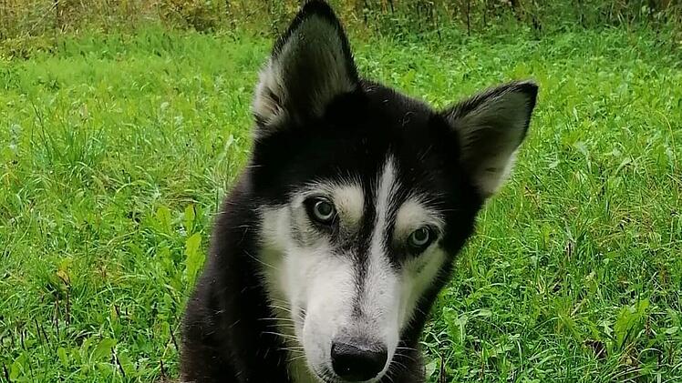 Tierheim Kronach: Trauer u "Pechvogel-Hund" Luna