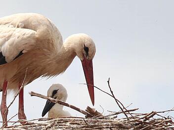 Der Baby-Storch im Nest in der Höchstadter Kirchgasse. Foto: Christian Bauriedel