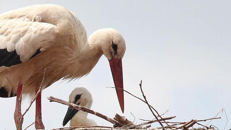 Der Baby-Storch im Nest in der Höchstadter Kirchgasse. Foto: Christian Bauriedel