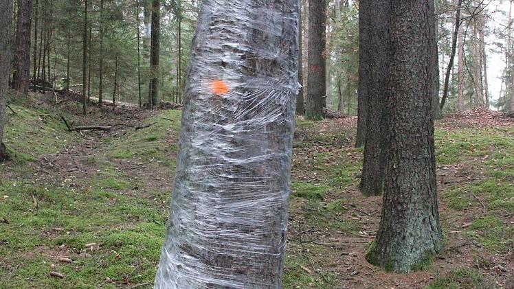 Bäume, in denen Höhlenbrüter nisteten, wurden mit einer Kamera abgesucht. Wenn keine Bewohner feststellbar waren, wurden die Eingänge zum Höhlenbaum mit Folie verschlossen.  Foto: Friedwald Schedel