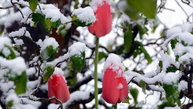 Schnee an Ostern in Bad Kissingen Foto: Peter Rauch