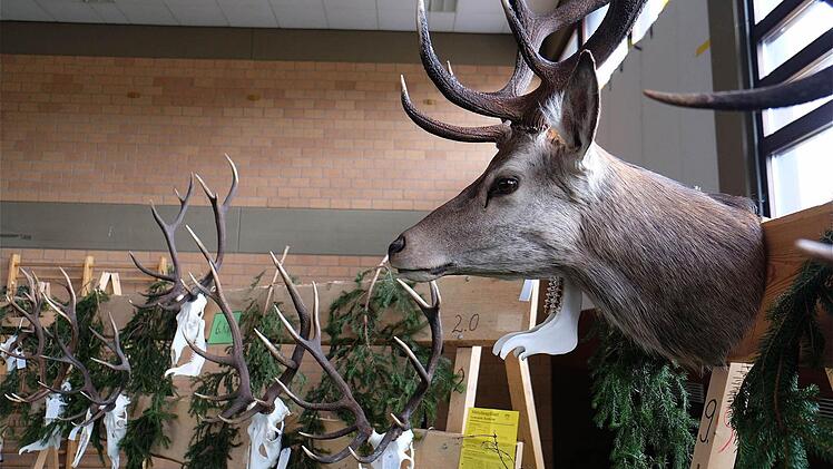 Hegeschau in Thulba  Foto: Schaar