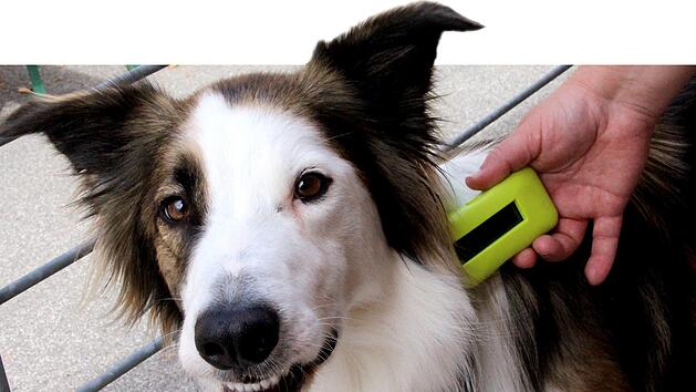Der Chip sitzt unter der Haut. Mit einem speziellen Ger&auml;t kann er ausgelesen werden. Foto: Simone Bastian