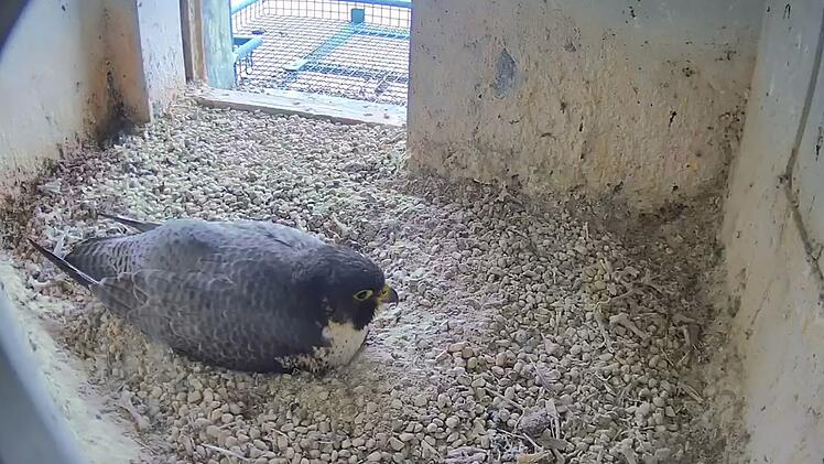 SplitImage 1772031663