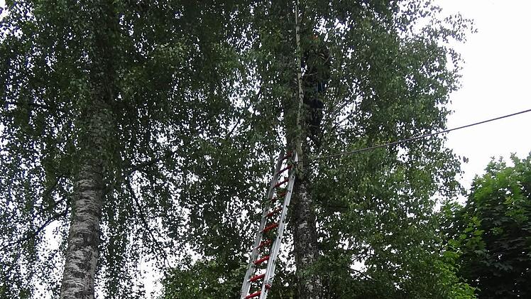Einer der Feuerwehrmänner kletterte auf einer Leiter in die Baumkrone und holte die Katze. Das Tier saß schon einen ganzen Tag im Wipfel und traute sich nicht mehr runter. Foto: Johanna Eckert