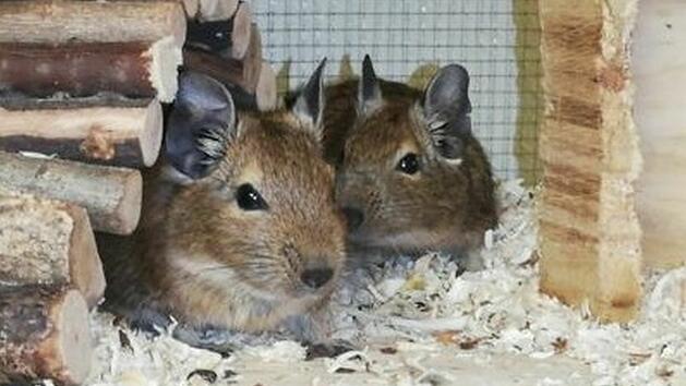 Tierheim Bamberg: Degus aus Beschlagnahmung zu vermitteln
