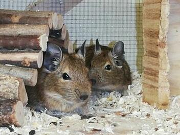 Tierheim Bamberg: Degus aus Beschlagnahmung zu vermitteln