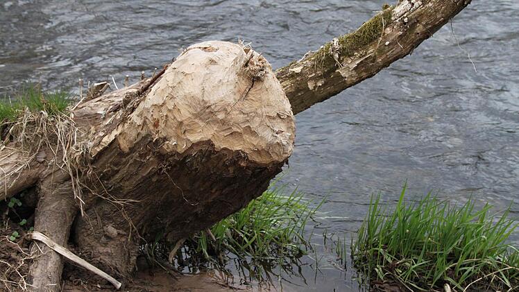 Hier hat ein Biber ganze Arbeit geleistet...
