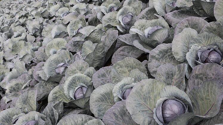 Ein Feld mit Blaukrautköpfen bei Unterpleichfeld - hier gibt es einige Gemüsebauern. Foto: Barbara Herbst