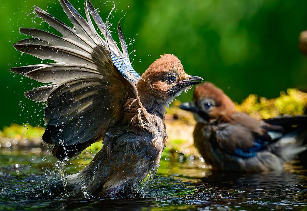 Auch V&ouml;gel brauchen eine Abk&uuml;hlung