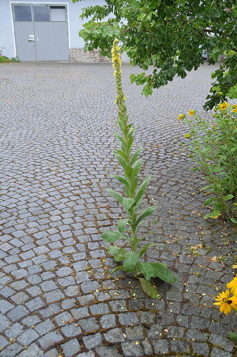 Hellmitzheim hat Zukunft