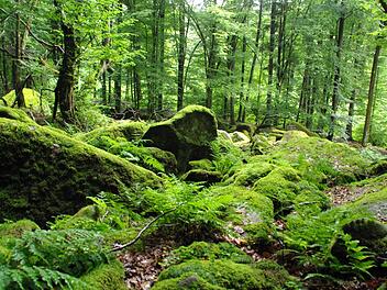 Erholung in der Natur kann für Körper und Seele wichtig sein. Unser Foto zeigt einen Wald im Schondratal. Foto: Elisabeth Assmann