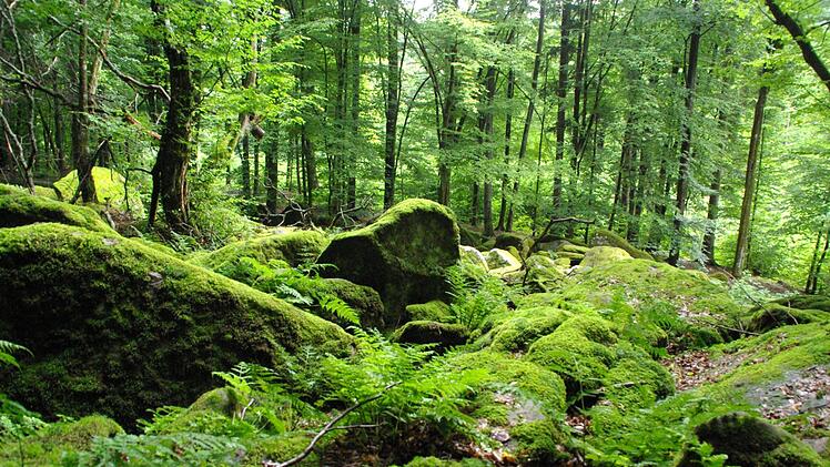 Erholung in der Natur kann für Körper und Seele wichtig sein. Unser Foto zeigt einen Wald im Schondratal. Foto: Elisabeth Assmann
