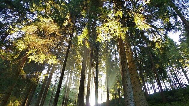 Eintauchen in den Wald - der Frankenwald kann mit Erholung und Naturerlebnissen besonders gut punkten.Ort