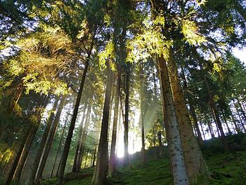 Eintauchen in den Wald - der Frankenwald kann mit Erholung und Naturerlebnissen besonders gut punkten.Ort