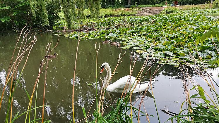 Bamberg: Hainweiher erhält Wasser zurück - "Früher fertig als ursprünglich geplant"