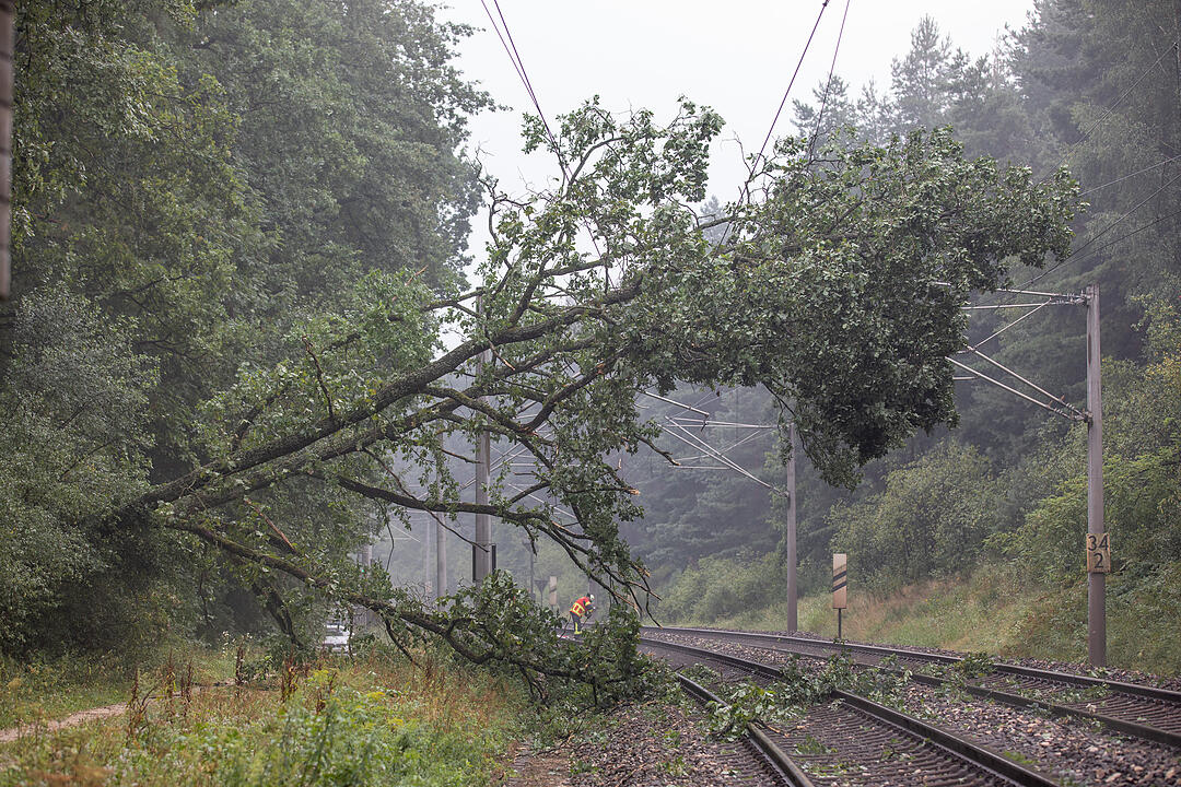 In der Nähe von Roth: Baum stürzt auf Gleise - Zugverbindung lahm gelegt