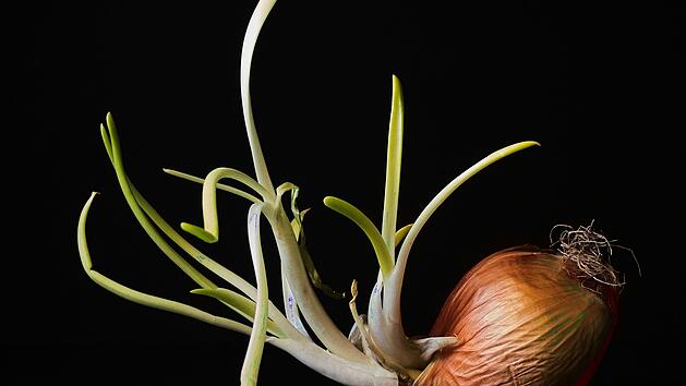 gekeimte Zwiebeln Knoblauch essbar genie&szlig;bar gr&uuml;ner Keim Trieb entfernen Bitterkeit Kern Schimmel Geruchstest Drucktest Haltbarkeit Lagerung k&uuml;hl dunkel trocken Frische K&uuml;chenwissen Lebensmittelsicherheit Food Waste Nachhaltigkeit N&auml;hrstoffe Antioxidantien rote Zwiebel Tisch
