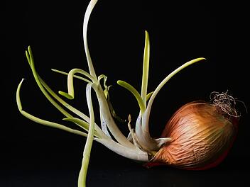 gekeimte Zwiebeln Knoblauch essbar genie&szlig;bar gr&uuml;ner Keim Trieb entfernen Bitterkeit Kern Schimmel Geruchstest Drucktest Haltbarkeit Lagerung k&uuml;hl dunkel trocken Frische K&uuml;chenwissen Lebensmittelsicherheit Food Waste Nachhaltigkeit N&auml;hrstoffe Antioxidantien rote Zwiebel Tisch