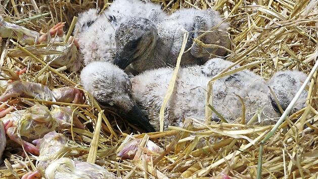 Im frischen Stroh und mit reichlich Nahrung liegen die Jungen im Nest. Foto: Jochen Willecke