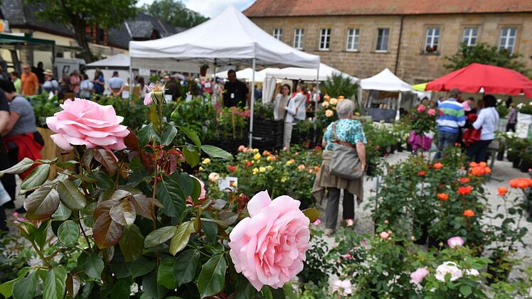 Sag's durch die Blume.Foto: Ronald Rinklef
