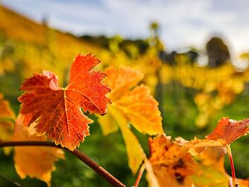 Kommt der "Goldene Oktober" nochmal zurück nach Franken? Experte mit klarer Prognose Kommt der "Goldene Oktober" nochmal zurück nach Franken? Experte mit klarer Prognose