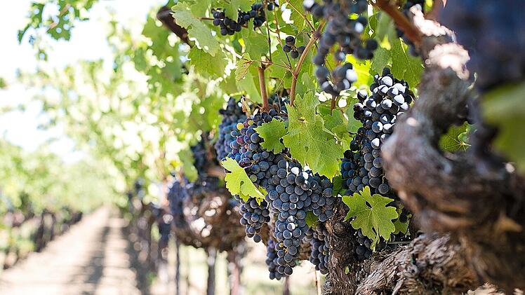 Handwerklich hergestellte Weine sind in der Regel teurer.