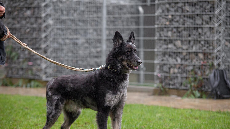 Tierheim Nürnberg: Von überfordertem Besitzer abgegeben - nicht jeder kann Hund Carbon gerecht werden