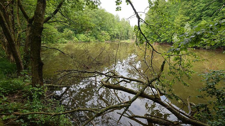 Geschützt - nicht geschützt - doch geschützt? Vor lauter Buchen ist der Steigerwald oft nicht mehr klar zu sehen. Foto: Ronald Rinklef