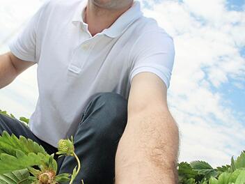 Michael Pfaffenberger zeigt auf seinem Feld frische Erdbeeren.  Foto: Jürgen Gärtner