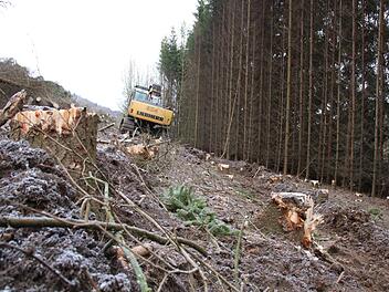 Derzeit laufen Rodungsarbeiten zwischen Kauerndorf und Untersteinach. Foto: Jürgen Gärtner