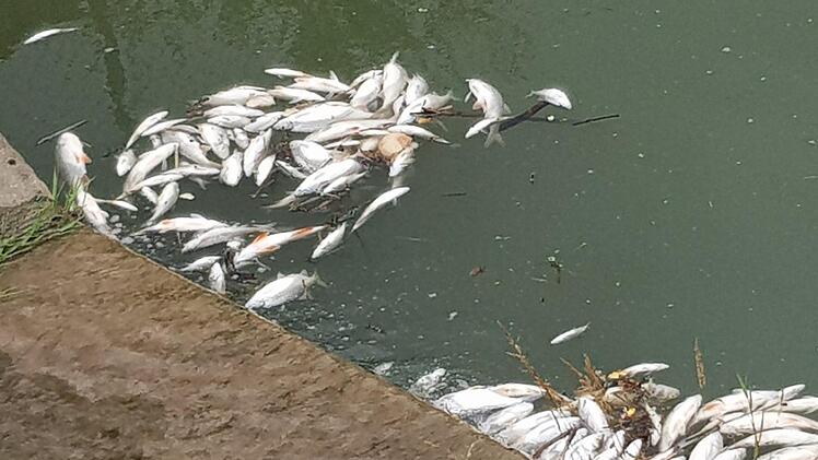 Angetriebene tote Fische