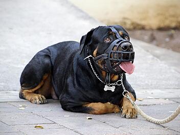 Rottweiler attackiert Kinderwagen in Immenstadt im Allg&auml;u