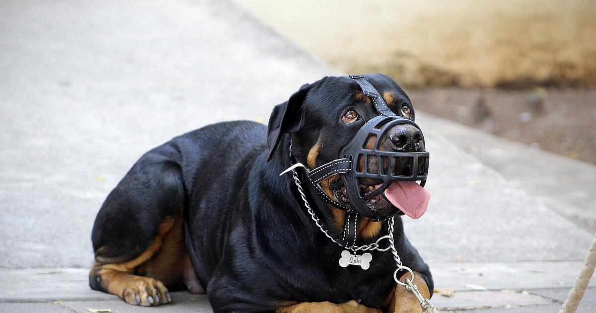 Bavaria: Fighting dog attacks stroller - | Mother saves baby