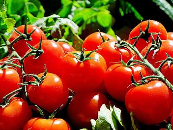 Horrende Preise für Tomaten