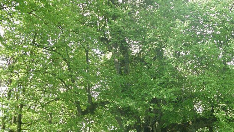 Diese 800 Jahre alte Linde steht in Thundorf.  Foto: Philipp Bauernschubert