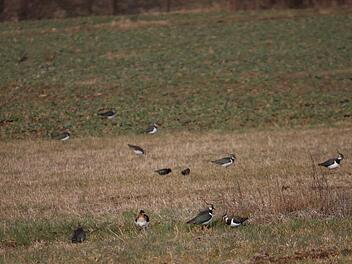 Kiebitze über Kunreuth und Weingarts. Foto: Julia Dummert
