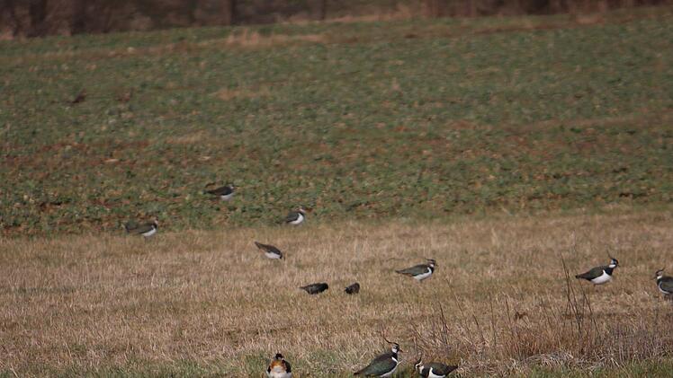 Kiebitze über Kunreuth und Weingarts. Foto: Julia Dummert