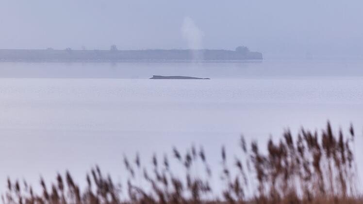 Buckelwal sitzt vor Insel Poel fest