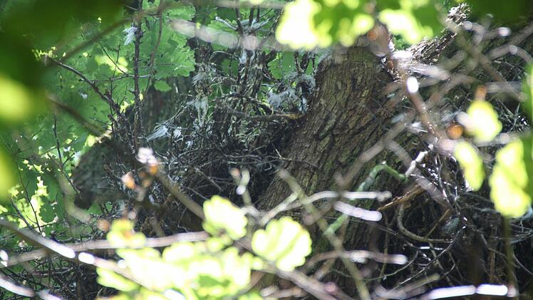 Der Blick nach oben bestätigt den Verdacht.