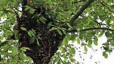 Was ausschaut wie ein dunkler Ast, sind die Bienen.