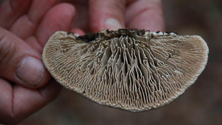 "Sehr mühsam" war die Suche heuer für Pilz-Sammler. Für Steinpilz & Co. war es während der Sommerwochen zu trocken. Foto: Carmen Schmitt
