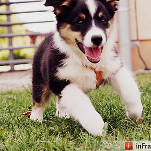 Auf den Hund gekommen: Die schönsten fränkischen Hunde unserer Nutzer