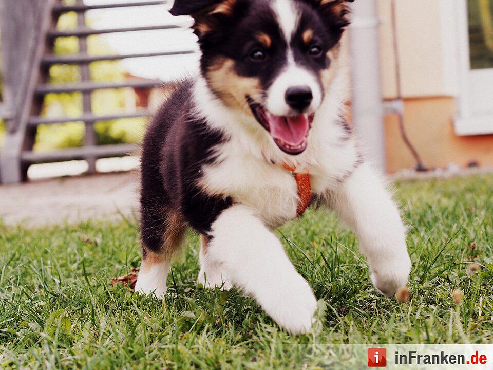 Auf den Hund gekommen: Die schönsten fränkischen Hunde unserer Nutzer